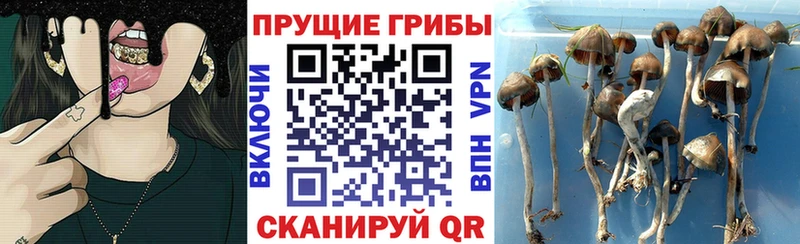 Галлюциногенные грибы мицелий  Истра 